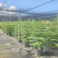 Rows of potted young green trees in a nursery under shade netting with a cloudy sky.