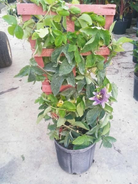 Potted flowering vine with green leaves and a purple bloom on a red wooden trellis