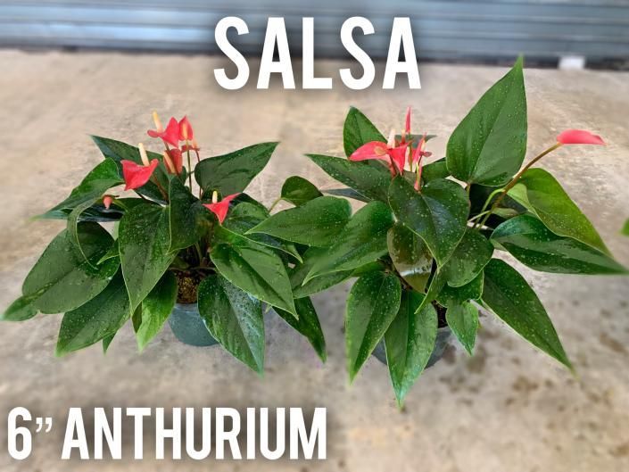 Three potted green anthurium plants with pink flowers labeled “SALSA” and “6” ANTHURIUM”