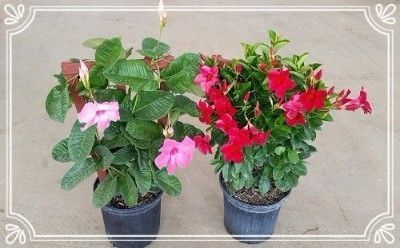 Two potted flowering plants, one pink and one red, on a beige background