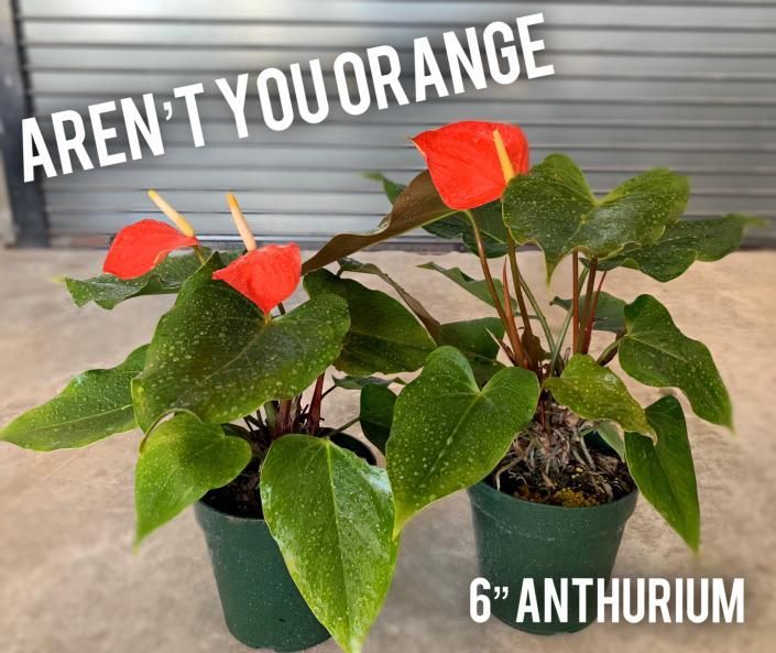 Two red anthurium plants in small pots with “Aren’t you orange” and “6