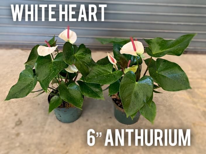 Two white heart anthurium plants in 6-inch pots with green leaves