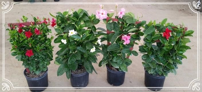 Four potted flowering shrubs with red, pink, and white blooms on a tiled floor