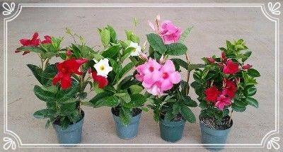 Four potted flowering plants with red, pink, and white blooms on a beige background
