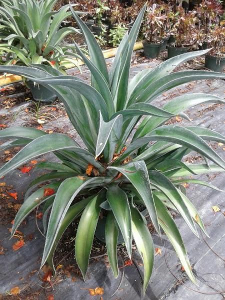 Agave plant with long green leaves in a garden bed, surrounded by other succulents