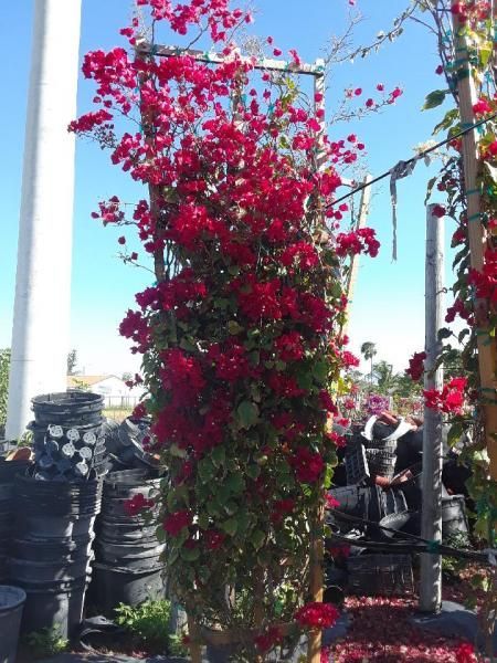 Tall bougainvillea vine with bright pink flowers on a trellis in an outdoor market or nursery