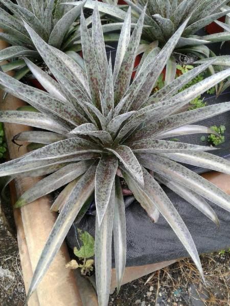Spiky silver-green succulent in a black pot, set among other potted plants.