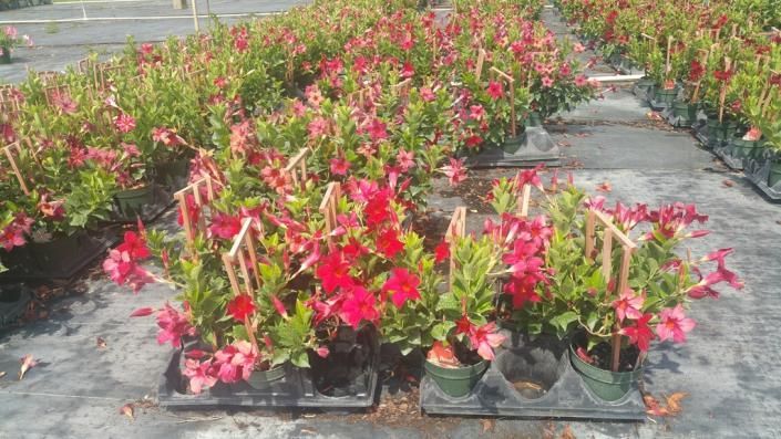 Rows of potted red and pink flowering plants in a greenhouse nursery