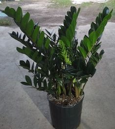 Potted ZZ plant with glossy green leaves in a black nursery pot on concrete floor