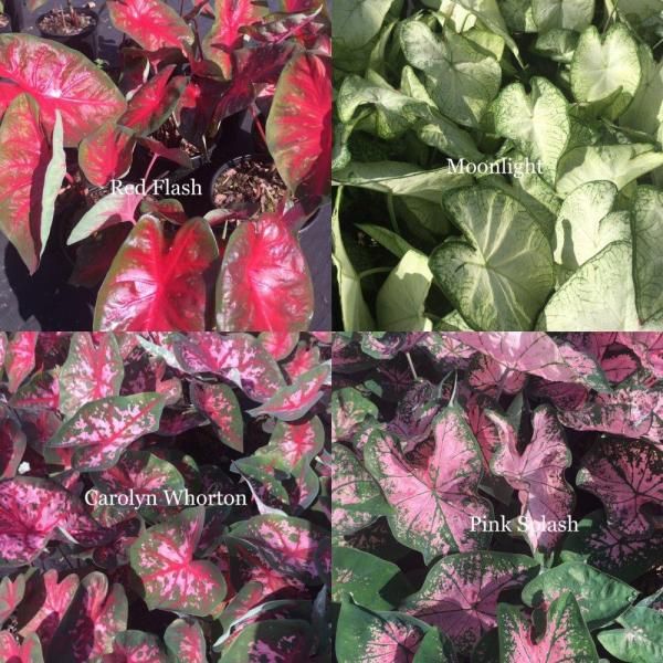 Four labeled leafy plants with red, pink, and green variegated foliage in a garden bed