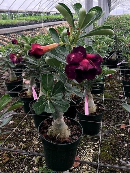 Potted desert rose plants with pink flowers in a greenhouse nursery