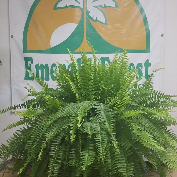 Lush green fern in a pot before a banner with a green and yellow logo