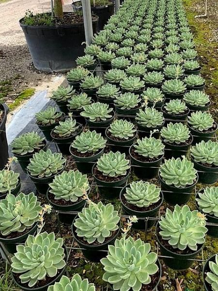 Rows of small succulent plants in black pots growing in a greenhouse.