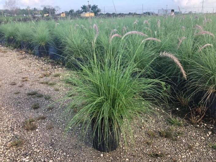 Ornamental grass plants in pots lined up outdoors on a gravel nursery lot