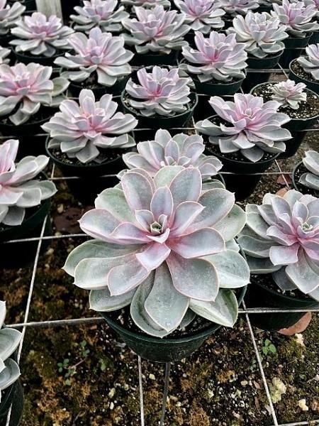 Rows of pale pink and green succulent plants in small pots on a nursery grid