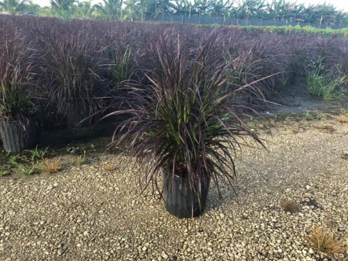 Rows of potted ornamental grasses with dark purple foliage in a nursery field
