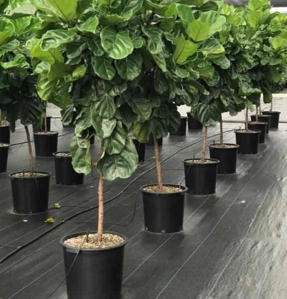 Rows of potted topiary trees in a greenhouse, with lush green foliage and black containers