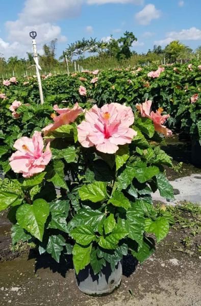 Potted hibiscus with large pink-and-white flowers in a sunny garden