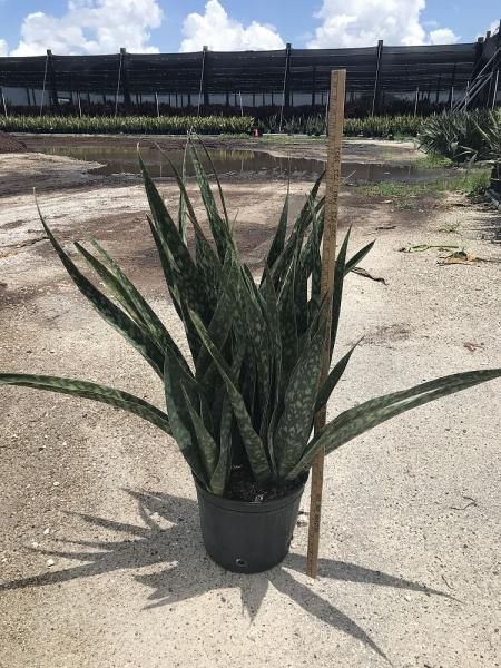 Potted snake plant with tall green leaves on a concrete surface outdoors