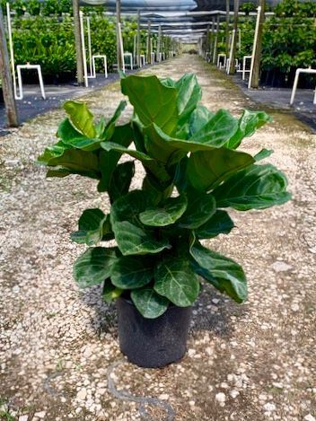 Potted fiddle-leaf fig in a greenhouse aisle, with lush green leaves and white support frames.