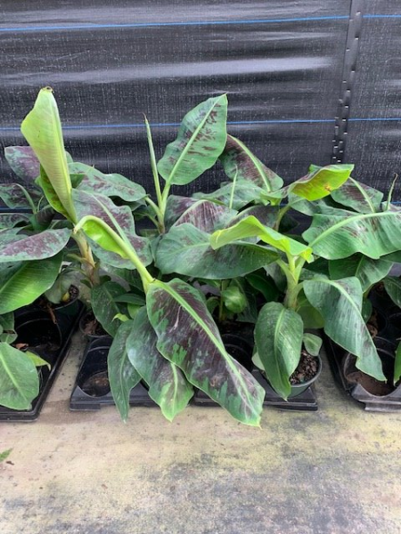 Potted green and purple leafy plants lined up on a greenhouse shelf.
