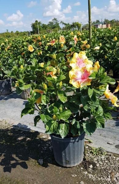 Potted hibiscus shrub with pink and yellow flowers in a sunny outdoor nursery