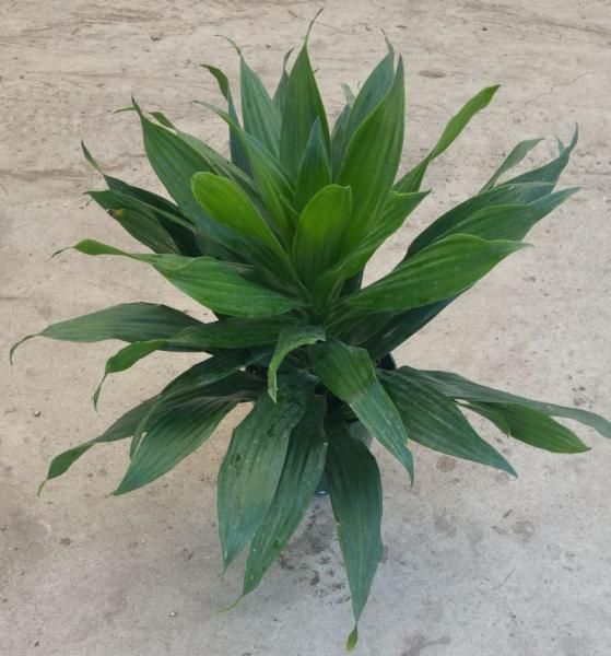 Green leafy potted plant with long pointed leaves on a plain beige floor