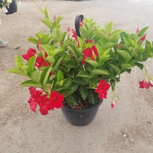 Potted red flowering plant with glossy green leaves on a sandy surface