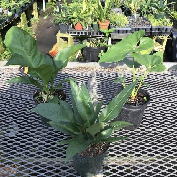 Potted green houseplants on a metal nursery bench in a greenhouse