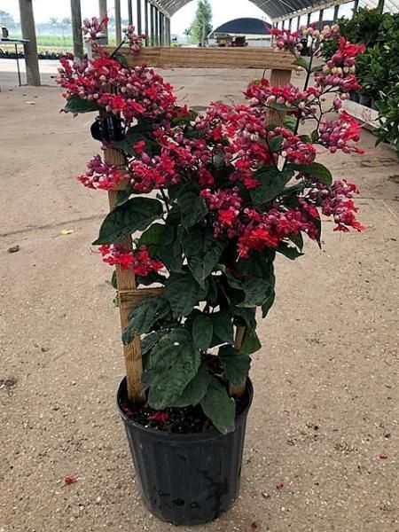 Potted flowering shrub with bright pink blossoms at an outdoor market or garden center