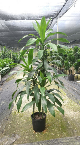 Tall potted green plant in a greenhouse nursery, centered on a gravel walkway