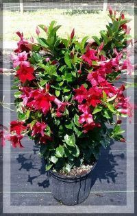Potted shrub with glossy green leaves and bright pink flowers outdoors on a dark patio