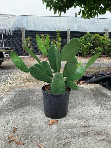 Potted prickly pear cactus with green pads on a concrete surface outdoors.