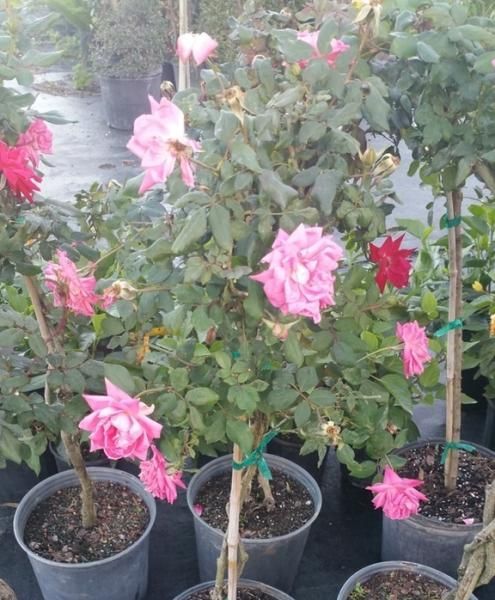 Potted pink and red flowering plants displayed outdoors in a nursery