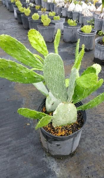 Potted prickly pear cactus with bright green pads in a nursery