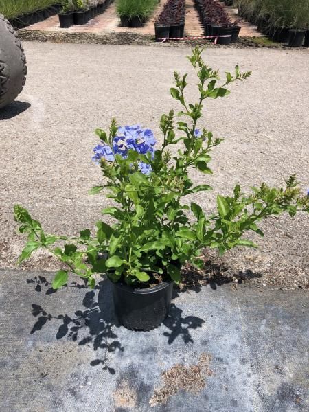 Potted blue-flowering shrub on a concrete driveway in bright sunlight