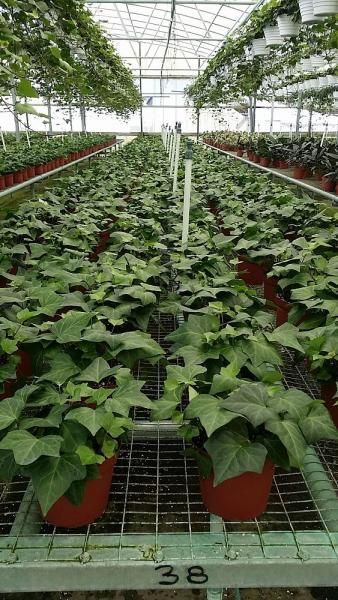 Rows of potted green plants in a greenhouse under a glass roof
