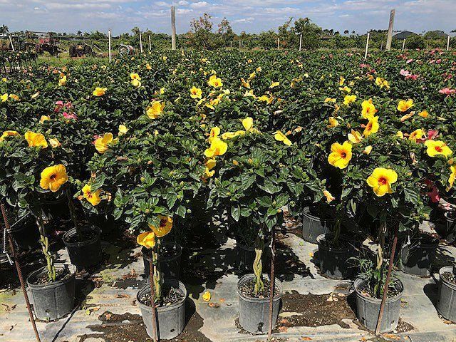 Rows of potted flowering plants with yellow and pink blooms in a nursery outdoors