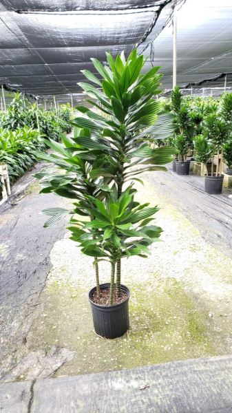 Potted green tropical plant in a nursery aisle under a shade canopy