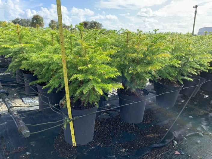 Rows of potted green shrubs in black nursery containers outdoors under bright sunlight