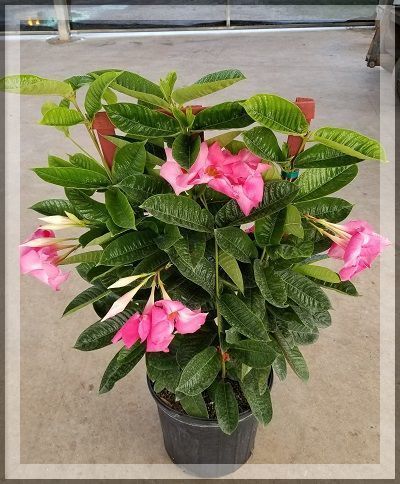 Potted flowering plant with glossy green leaves and bright pink blooms on a concrete floor