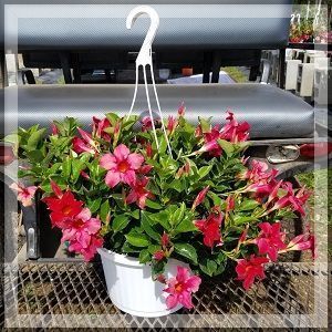 Pink flowering plant in a white hanging pot on a metal shelf outdoors