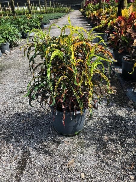 Potted variegated croton plant with green, yellow, and red leaves in a nursery aisle