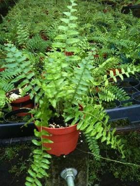 Potted green fern with long fronds in a nursery greenhouse area
