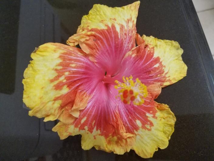 Bright pink and yellow hibiscus flower on a dark background