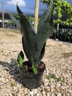 Tall snake plant in a black nursery pot outdoors on gravel, with greenhouses in the background
