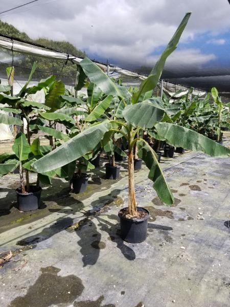Banana plants in black pots under greenhouse shade cloth, with cloudy sky overhead
