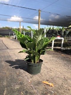 Potted green tropical plant on a gravel road in a sunny outdoor nursery setting