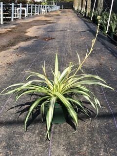 Variegated green plant growing through cracked asphalt on a roadside path