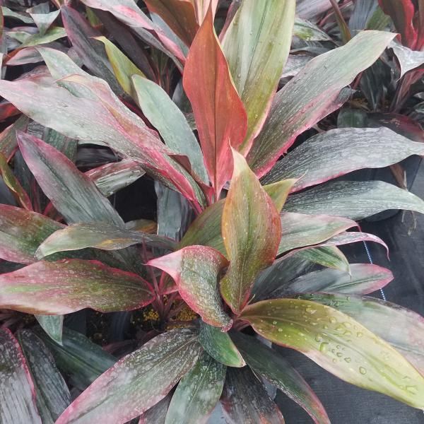 Green and pink tropical plant leaves in a dense garden cluster